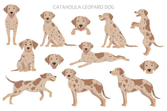 Catahoula Leopard dog clipart. All coat colors set.  Different position. All dog breeds characteristics infographic