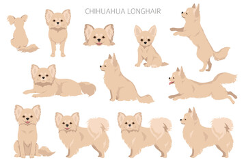 Chihuahua long haired clipart. All coat colors set.  Different position. All dog breeds characteristics infographic