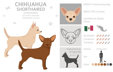 Chihuahua short haired clipart. All coat colors set.  Different position. All dog breeds characteristics infographic