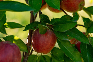 Ripe red apples on green tree .