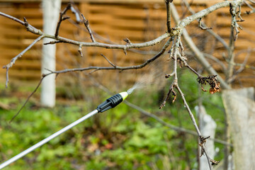 Spraying fruit trees with a pump sprayer with insecticides and fungicides in the spring season - obrazy, fototapety, plakaty