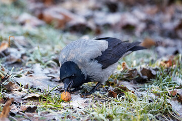 A gray crow in the winter park with a nut in its beak