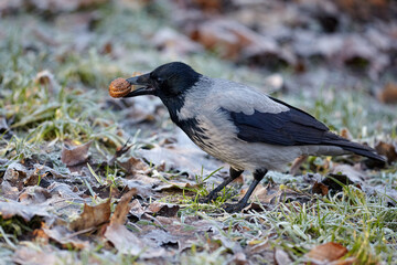 A gray crow in the winter park with a nut in its beak