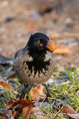 A crow holds a walnut in its beak.
