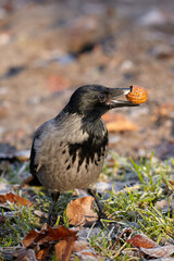 A crow holds a walnut in its beak.
