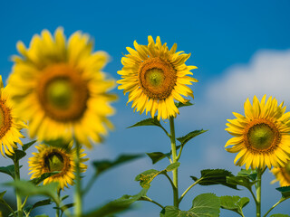 field of sunflowers