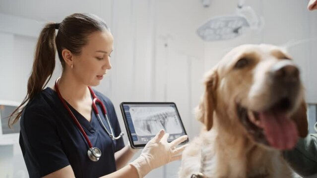 Pet Owner Talking with a Female Veterinarian, Discussing X-Ray Scan on a Tablet Computer of Pet Golden Retriever at a Modern Veterinary Clinic During a Check Up Procedure on an Examination Table