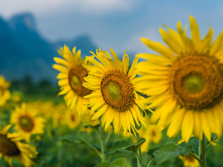 Fototapeta premium field of sunflowers