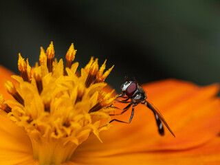 fly on flower