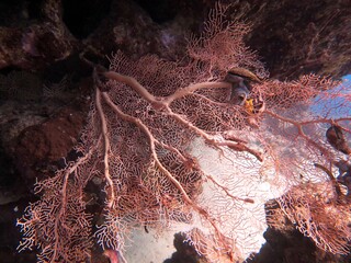 Red sea Soft coral reef
