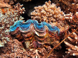 Red sea colorful giant clam shells