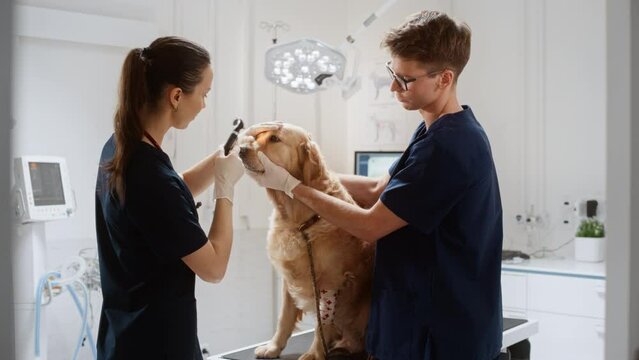 Veterinarians Examining the Eye of a Pet Golden Retriever with an Otoscope with a Flashlight. Second Vet Holding and Petting to Calm the Dog Down. Working in Modern Veterinary Clinic