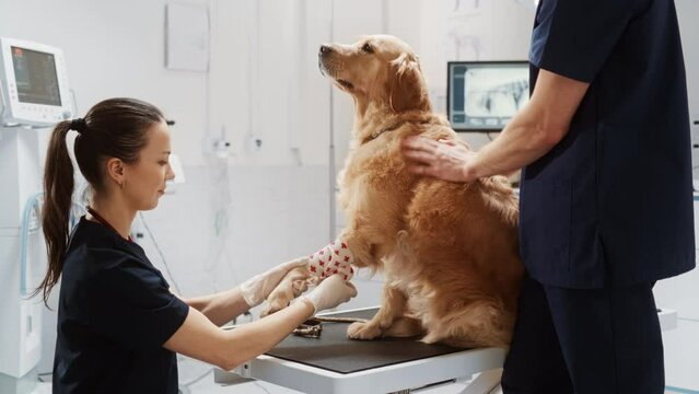 Female and Male Veterinarians Treating a Small Wound on a Foreleg of a Golden Retriever. Professional Vet in a Modern Veterinary Clinic Wrapping Dog's Paw in White Bandage with Red Crosses