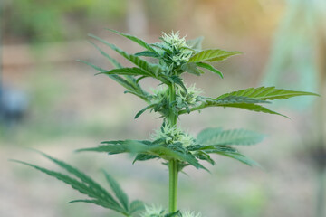 Blue Dream cannabis breed marijuana growing in the ground