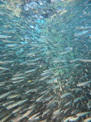 Fototapeta na wymiar Sardine group of fish at shallow water dive
