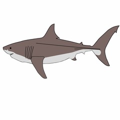megalodon shark image white background