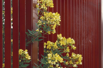 senna multiglandulosa plant protrudes from a fence