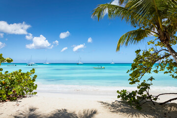 Plakat Tropical paradise, sand beach in caribbean Saona Island, Punta Cana, Dominican