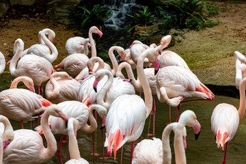 group of flamingos in the zoo