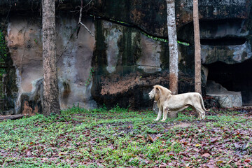 white lion in the zoo