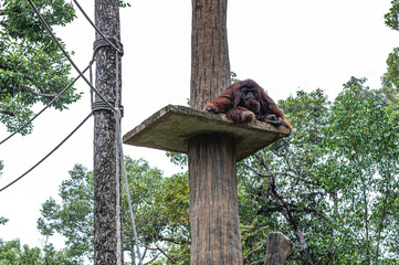 orangutan on tree © Rican Thai Family