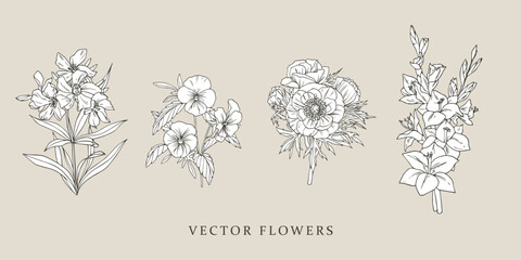 Gladiolus, viola, anemone. Vintage illustrations