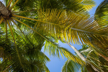 Obraz na płótnie Canvas Tropical paradise, idyllic caribbean palm trees in Punta Cana, Dominican Republi