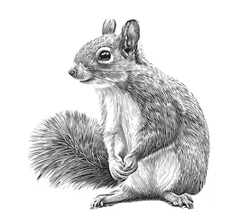 Fotobehang Cute squirrel sitting hand drawn sketch Wild animals Vector illustration © BigJoy