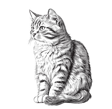 Cute domestic cat hand drawn sketch Pets Vector illustration