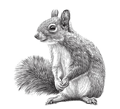 Cute squirrel sitting hand drawn sketch Wild animals Vector illustration