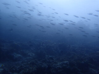 Fototapeta na wymiar swarm of fish under the sea