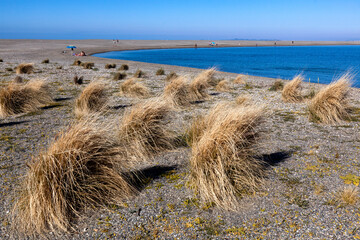 Tindari. ME. Flora della spiaggia