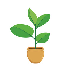 Fototapeta na wymiar Houseplant ficus robusta icon vector. Green indoor flower in a pot icon vector isolated on a white background. Fresh green ficus plant in a flower pot drawing