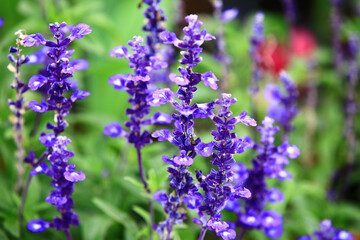 blooming Mealy Sage flowers,close-up of beautiful purple with blue flowers blooming in the garden at a sunny day 
