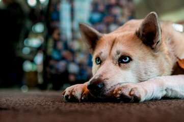 A white dog resting on floor.  Scaleup portrait of cute doggy