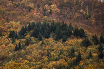 Obraz premium Amazing drone shots of the forest during autumn in Romania