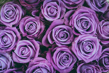 Bunch of purple roses, close up of a boquet