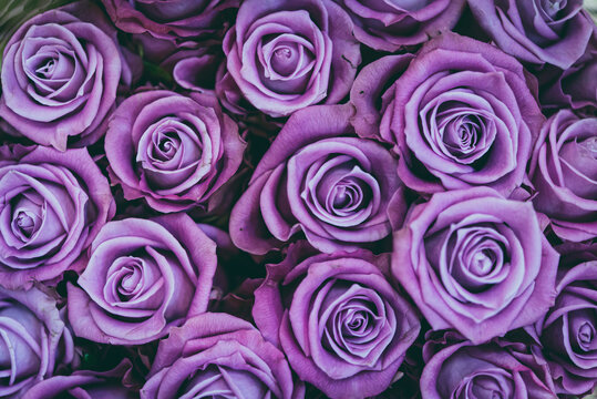 Bunch of purple roses, close up of a boquet