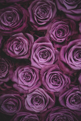 Bunch of purple roses, close up of a boquet, vertical