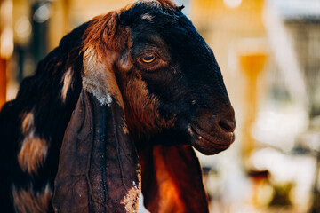 portrait of a dark goat with big ears on a farm - 561021973