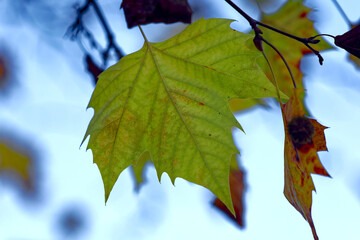 Close-up of beautiful autumn leaves at City of Zürich on a sunny autumn morning. Photo taken November 23rd, 2022, Zurich, Switzerland.