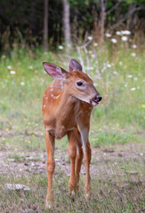 White-tailed deer fawn walking through the meadow surrounded by black flies in Canada
