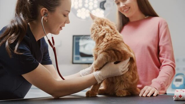 Veterinarian Using Stethoscope to Examining Breathing of a Pet Maine Coon Sitting on a Check Up Table. Cat Owner Petting the Red Cat to Calm Him Down. Visit to Veterinary Clinic