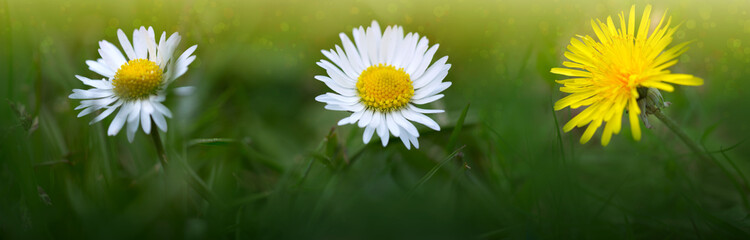 Beautiful white marguerite flowers on a green field.