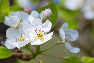 Macro shot of white pear blossom isolated on green background.