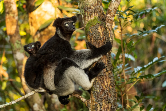 Indri - Indri indri, rain forest Madagascar east coast, Cute primate, Madagascar endemite. The largest lemur.