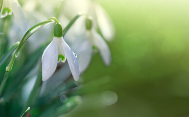 Obraz premium Spring background with Snowdrops on bokeh background in sunny spring garden .