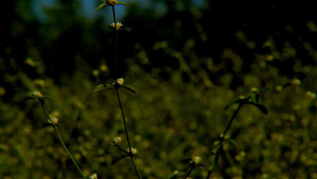 small green flowers on the bush