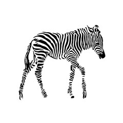 sketch of a zebra drawing with a transparent background
