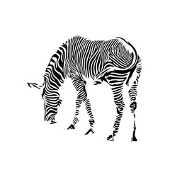 Fototapeta na wymiar sketch of a zebra drawing with a transparent background